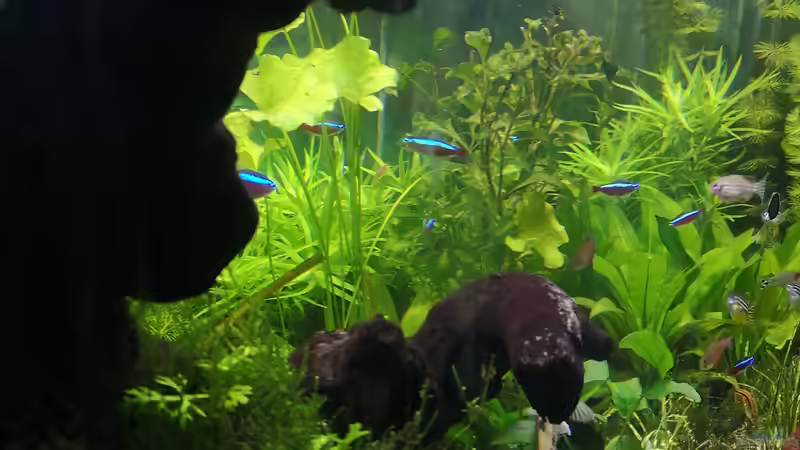 Pflanzen im Aquarium Sven`s Gesellschaftsbecken von Sven2501 (18)