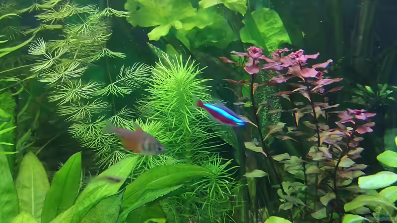 Pflanzen im Aquarium Sven`s Gesellschaftsbecken von Sven2501 (19)