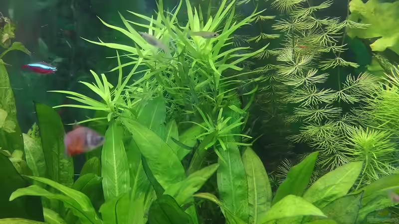 Pflanzen im Aquarium Sven`s Gesellschaftsbecken von Sven2501 (20)