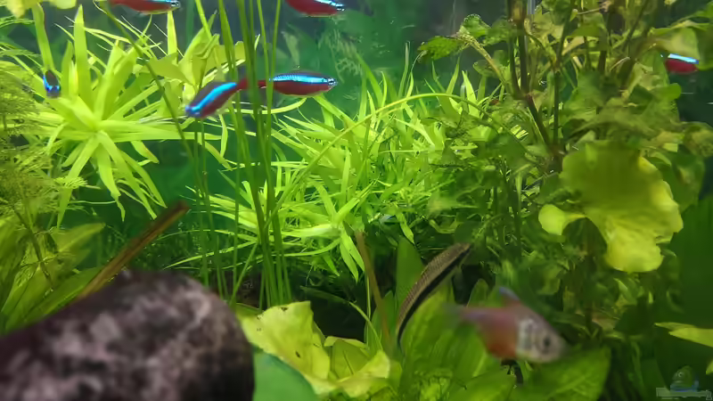 Pflanzen im Aquarium Sven`s Gesellschaftsbecken von Sven2501 (21)