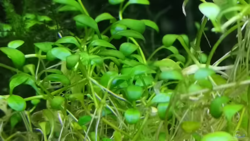 Pflanzen im Aquarium Sven`s Gesellschaftsbecken von Sven2501 (22)