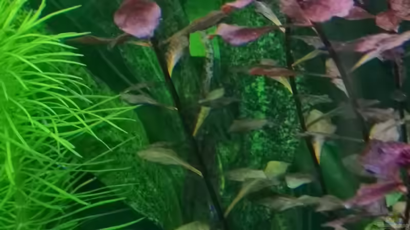 Pflanzen im Aquarium Sven`s Gesellschaftsbecken von Sven2501 (23)