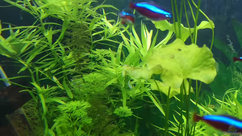 Pflanzen im Aquarium Sven`s Gesellschaftsbecken von Sven2501 (24)