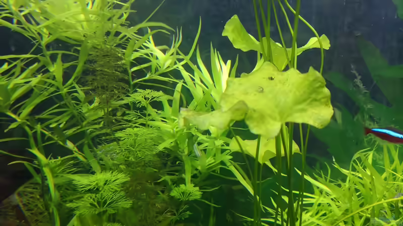 Pflanzen im Aquarium Sven`s Gesellschaftsbecken von Sven2501 (25)