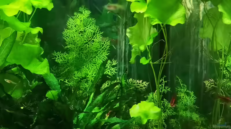 Pflanzen im Aquarium Sven`s Gesellschaftsbecken von Sven2501 (6)