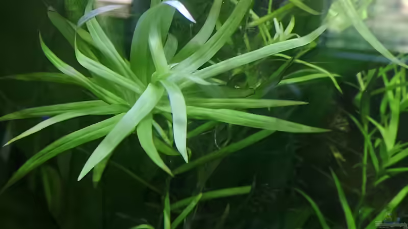 Pflanzen im Aquarium Sven`s Gesellschaftsbecken von Sven2501 (8)