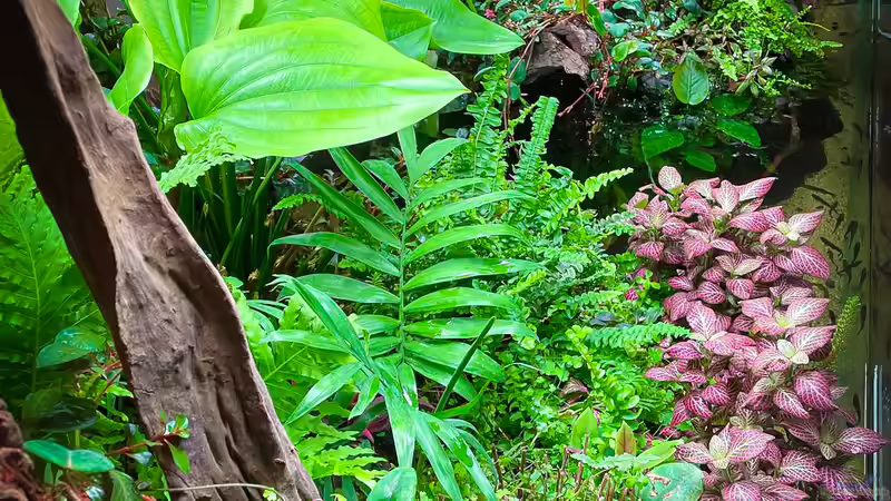 Pflanzen im Aquarium Swamp spirit von Fredo Fuss (11)