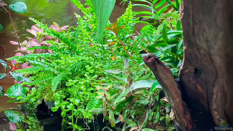 Pflanzen im Aquarium Swamp spirit von Fredo Fuss (12)