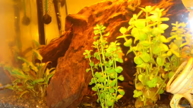 Pflanzen im Aquarium Take a minute von Javi (3)