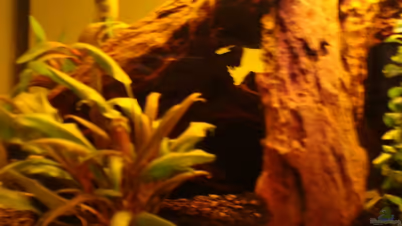 Pflanzen im Aquarium Take a minute von Javi (4)