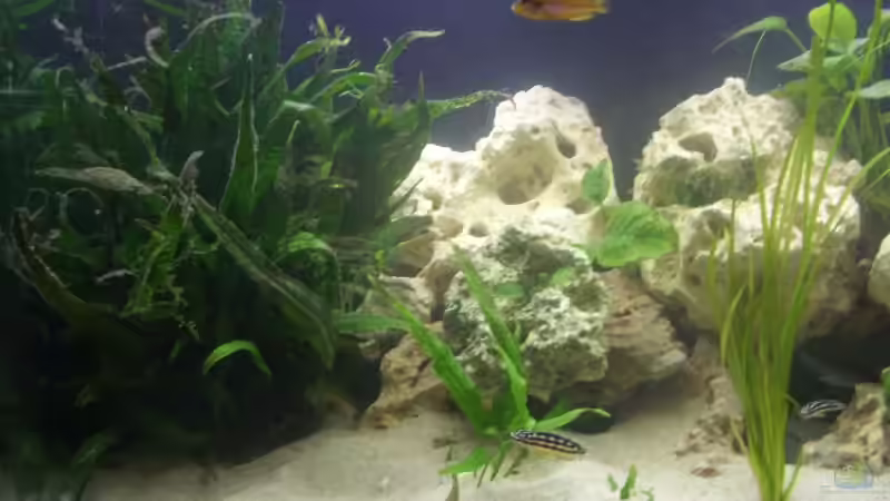 Pflanzen im Aquarium Tanganjika 375l - Nur noch als Beispiel von Julien Preuß (2)