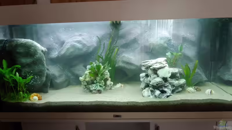Pflanzen im Aquarium Tanganjika-Becken von Shayla (15)