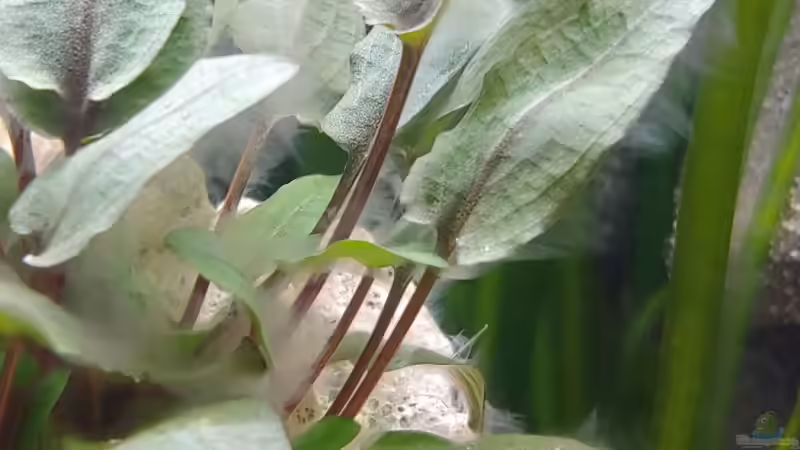 Pflanzen im Aquarium Tanganjika-Becken von Shayla (16)