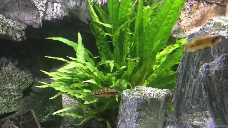 Pflanzen im Aquarium Tanganjika Cavern von Steffi66 (20)