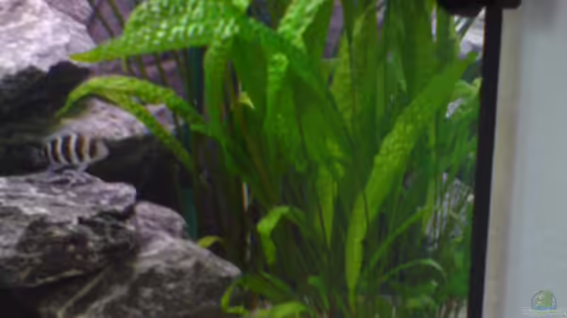 Pflanzen im Aquarium Tanganjika-Gesellschaft von Bbert (6)