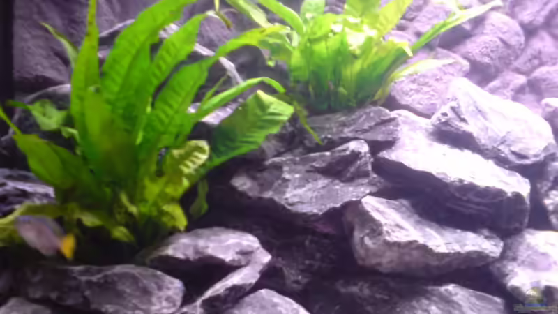 Pflanzen im Aquarium Tanganjika-Gesellschaft von Bbert (8)