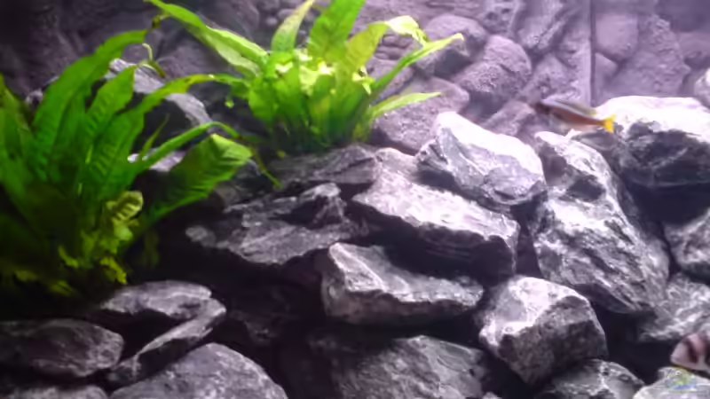 Pflanzen im Aquarium Tanganjika-Gesellschaft von Bbert (9)