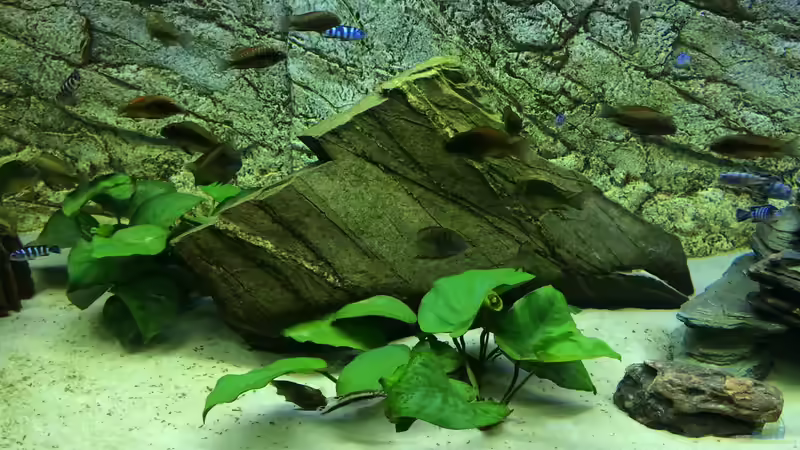 Pflanzen im Aquarium Tanganjika/Malawi Mix von Niko Gröters (3)