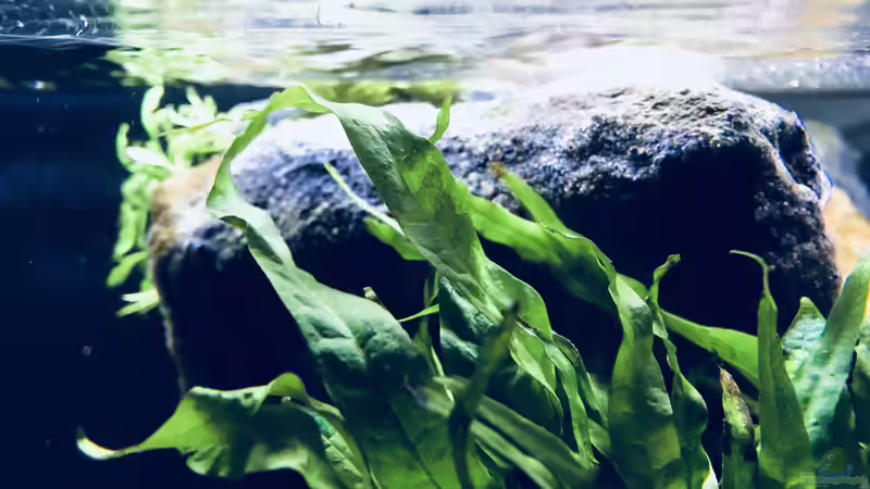 Pflanzen im Aquarium Tanganjika Raumteiler //1 von Callespeed (2)