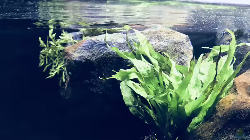 Pflanzen im Aquarium Tanganjika Raumteiler //1 von Callespeed (3)