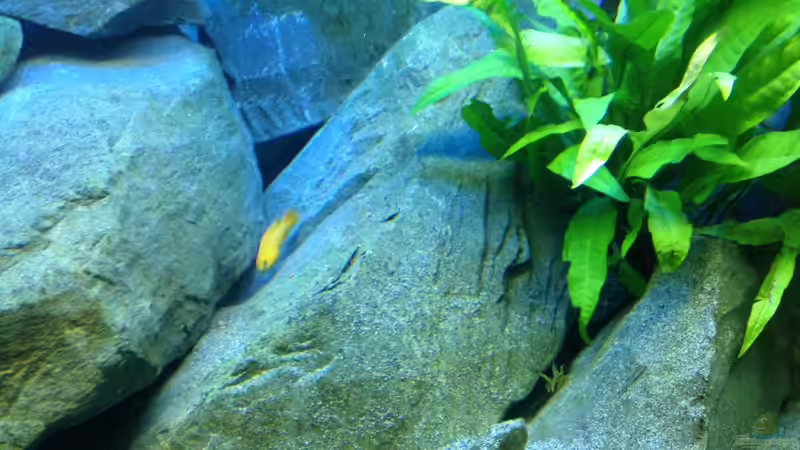 Pflanzen im Aquarium Tanganjika Tümpel in NRW von Dirk Brunnenkamp (6)