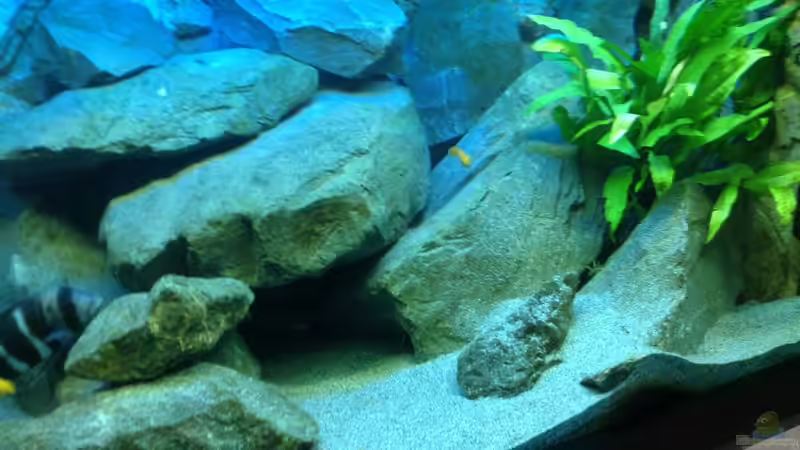Pflanzen im Aquarium Tanganjika Tümpel in NRW von Dirk Brunnenkamp (7)