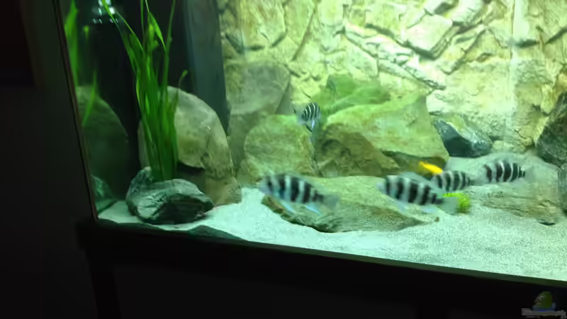 Pflanzen im Aquarium Tanganjika Tümpel in NRW von Dirk Brunnenkamp (8)