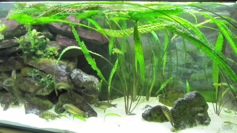 Pflanzen im Aquarium Tanganjika von mr. burns (3)