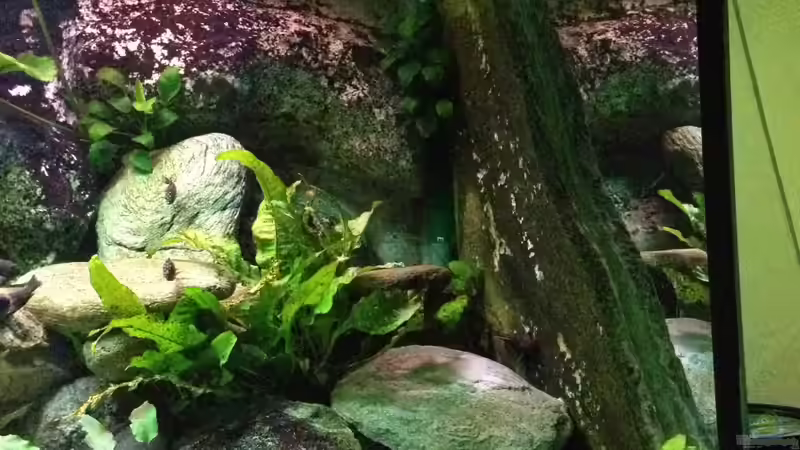 Pflanzen im Aquarium Tanganjika zu Hause von Thomas Nohr (4)