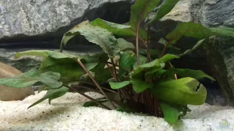 Pflanzen im Aquarium Tanganjikabecken von just (4)