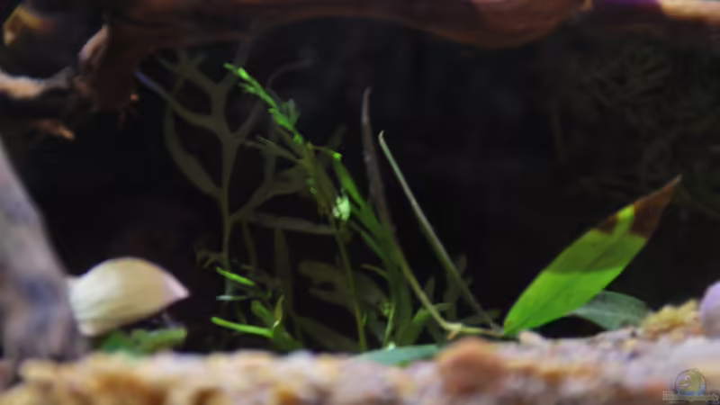 Pflanzen im Aquarium tercera conca von lomarraco (30)