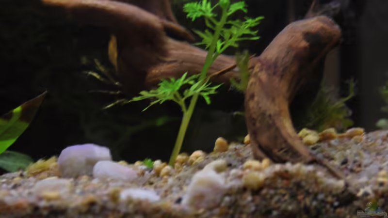 Pflanzen im Aquarium tercera conca von lomarraco (31)