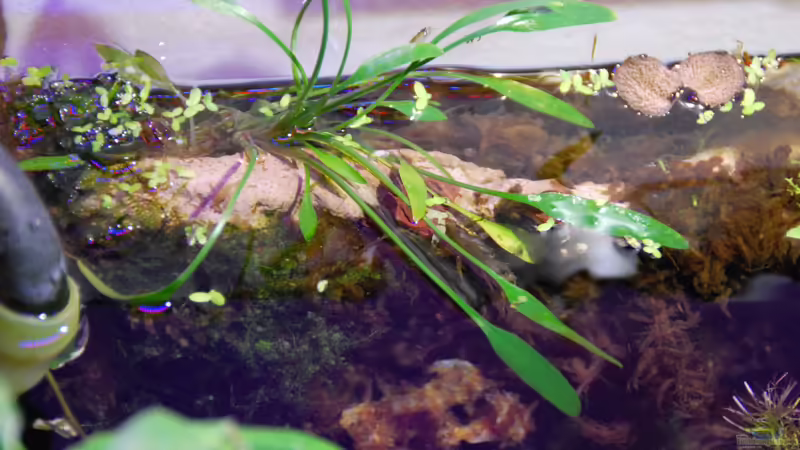Pflanzen im Aquarium tercera conca von lomarraco (33)