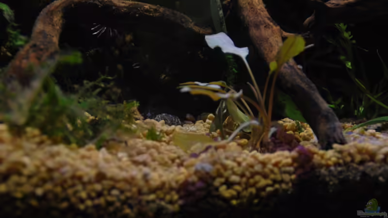 Pflanzen im Aquarium tercera conca von lomarraco (35)