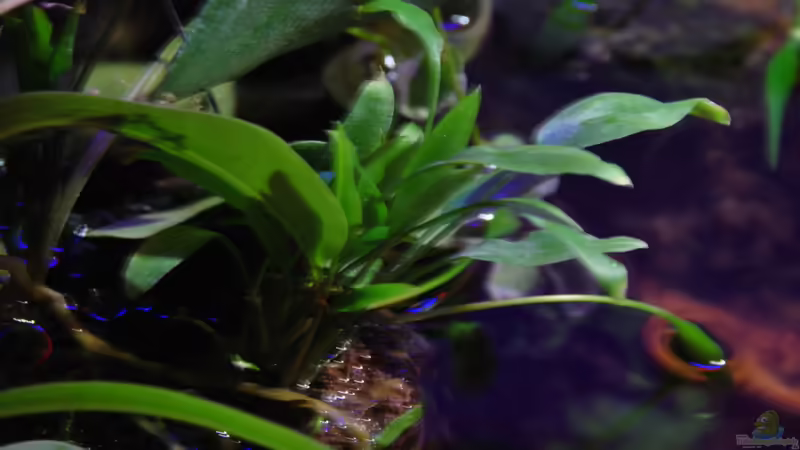 Pflanzen im Aquarium tercera conca von lomarraco (39)