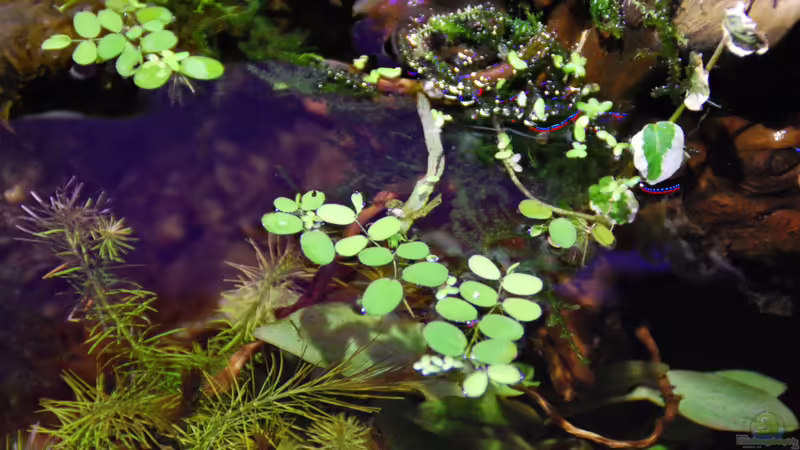Pflanzen im Aquarium tercera conca von lomarraco (48)