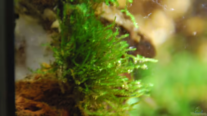 Pflanzen im Aquarium tercera conca von lomarraco (50)