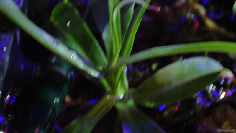 Pflanzen im Aquarium tercera conca von lomarraco (53)