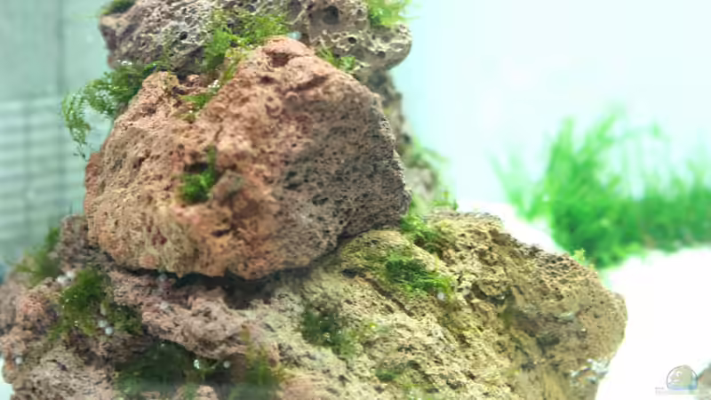 Pflanzen im Aquarium The Beach von Thomas Limberg (3)