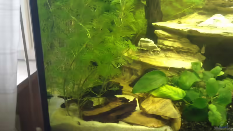 Pflanzen im Aquarium The Beginning AUFGELÖST von Koehler (10)