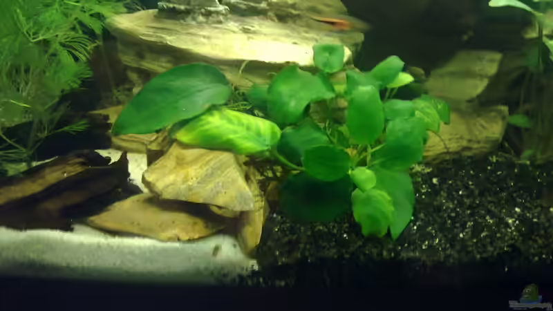 Pflanzen im Aquarium The Beginning AUFGELÖST von Koehler (11)