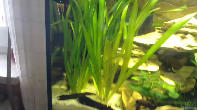 Pflanzen im Aquarium The Beginning AUFGELÖST von Koehler (13)