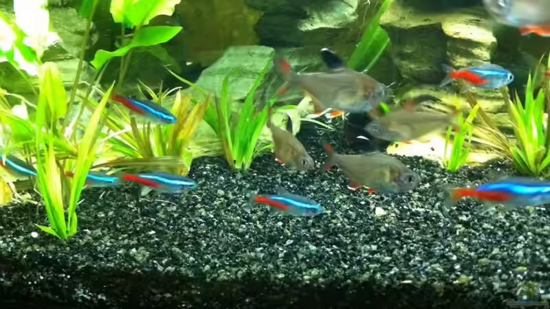 Pflanzen im Aquarium The Beginning AUFGELÖST von Koehler (14)