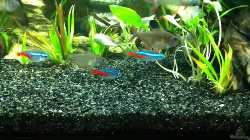 Pflanzen im Aquarium The Beginning AUFGELÖST von Koehler (15)