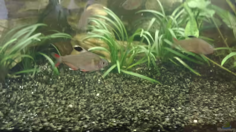 Pflanzen im Aquarium The Beginning AUFGELÖST von Koehler (16)