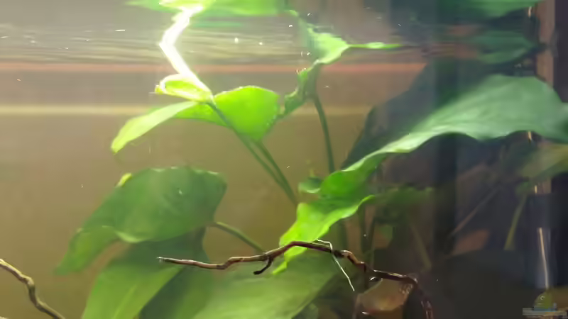 Pflanzen im Aquarium The Beginning AUFGELÖST von Koehler (9)