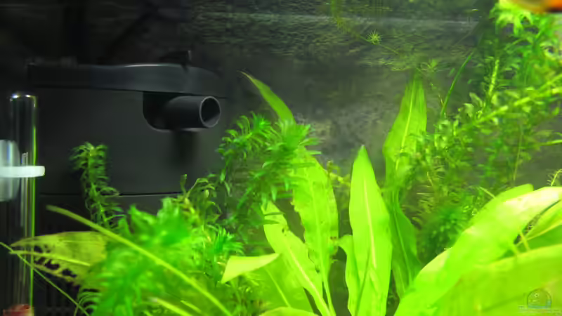 Pflanzen im Aquarium The Beginning (Nur noch als Beispiel) von Locke1992 (7)