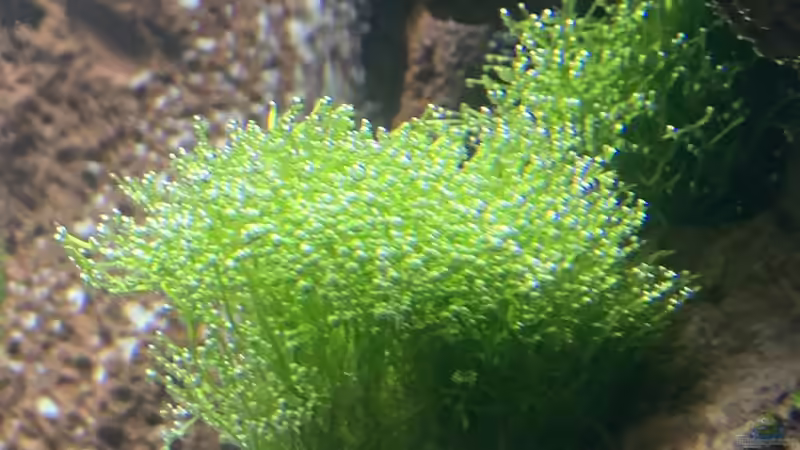 Pflanzen im Aquarium The Bridge von Matze3110 (4)