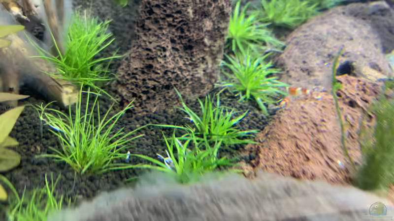 Pflanzen im Aquarium The Bridge von Matze3110 (5)