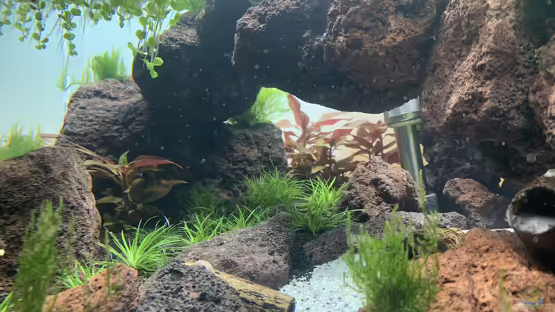 Pflanzen im Aquarium The Bridge von Matze3110 (7)